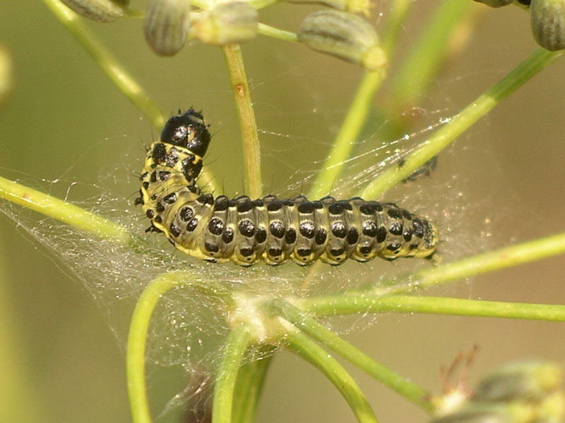 Bruco  da identificare - Sitochroa palealis